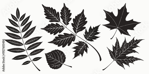 A collection of various autumn leaves and acorns scattered on a white background Vector