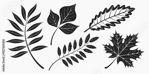 A collection of various types of leaves showcasing their unique shapes and structures. Vector