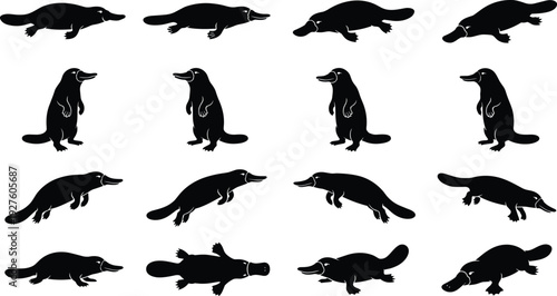 Comprehensive Set of Duck Billed Platypus Silhouettes Displaying Multiple Poses Including Swimming Standing and Walking for Australian Wildlife Education Nature Graphics and Vector Design Projects