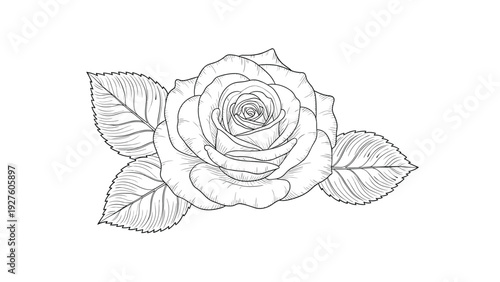 Elegant hand drawn sketch of a blooming rose flower with detailed petals and leaves isolated on a clean white background in a vector.