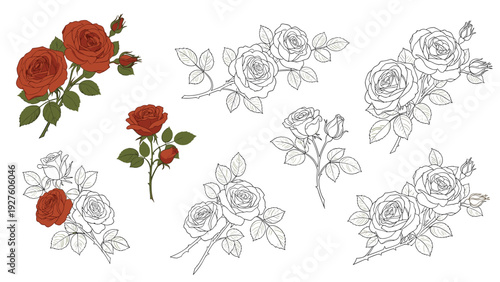 Set of vintage style rose illustrations showing different stages of bloom from buds to full flowers in both color and line art on white.