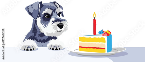 Miniature Schnauzer dog looking at a lit birthday cake