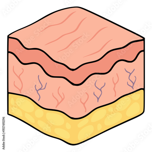 skin anatomical structure layers dermis and epidermis flat color vector illustration template design