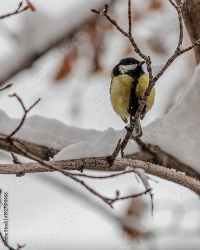 great tit on a branch