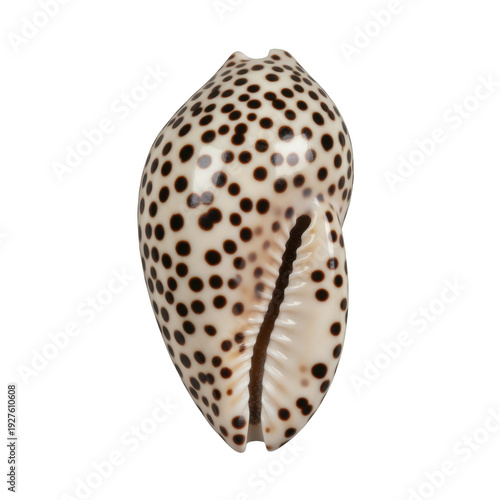 Spotted Cowrie Shell Marine Gastropod Mollusk Specimen