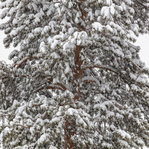 snow covered pine tree