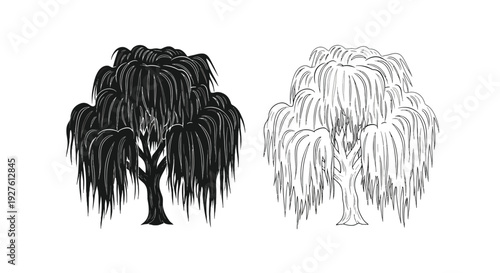 Two weeping willow trees one black and one white side by side