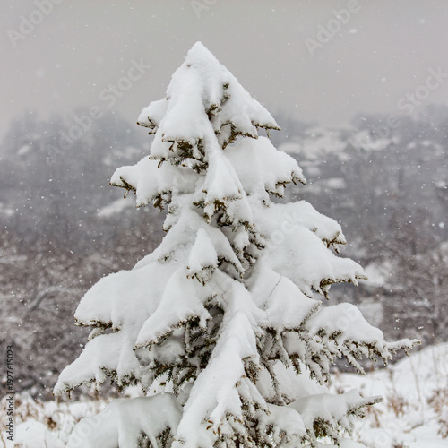 snow covered pine tree