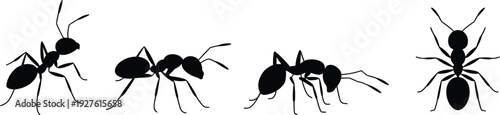 Ant silhouettes set, black insect collection detailed vector illustration isolated on white background for design and education