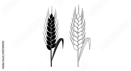 Two wheat stalks one solid one outlined against a white background