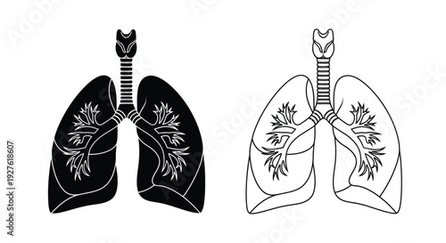 Anatomical illustration of human lungs showcasing both solid and outline views
