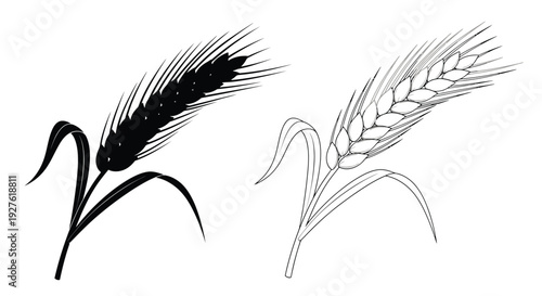 Two wheat stalks one black one golden side by side