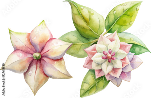 Watercolor Hoya Flower Illustration, Wax Vine Botanical Art, vector illustration isolated on white background