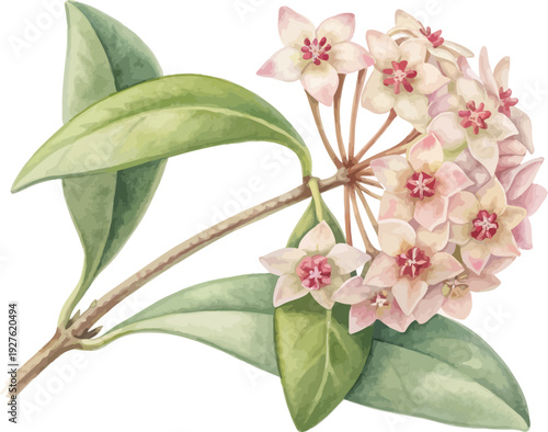 Watercolor Hoya Flower Illustration, Wax Vine Botanical Clipart Isolated on White Background
