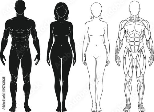 Male and female human body anatomy silhouettes with muscular system front view isolated on white background medical vector illustration