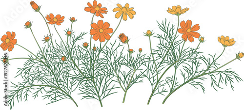 Orange cosmos flowers blooming cluster illustration, delicate feathery green foliage stems buds wildflower arrangement, summer garden nature vector artwork.