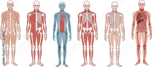 Human anatomy system collection set with muscular, skeletal, circulatory and digestive systems, medical education vector illustration isolated on background for healthcare design