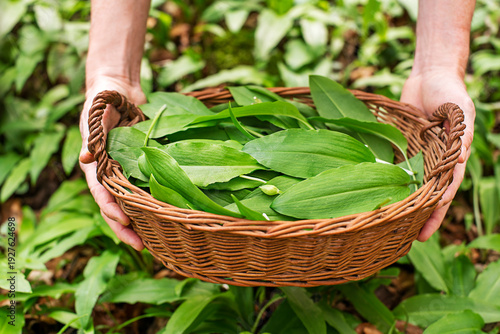 Wild garlic ramson bear garlic