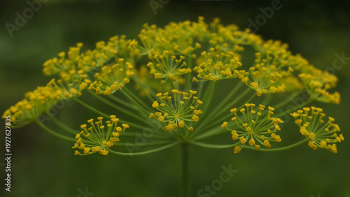 Valokuva Macro shot of yellow blooming dill flower umbel in the garden