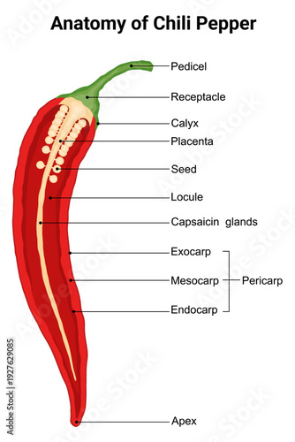 Anatomy of Chili pepper diagram for education 