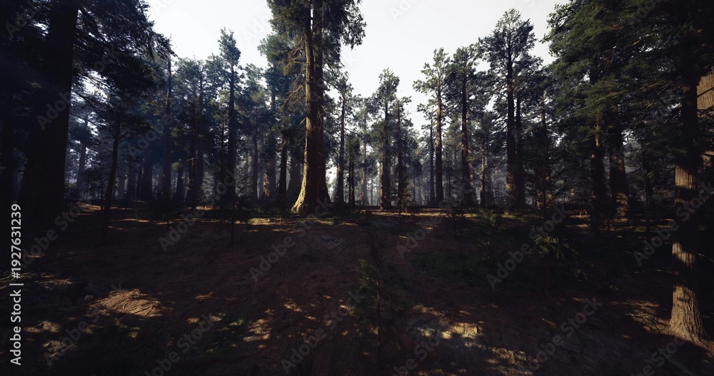 Obraz premium Moody woodland at dusk with tall trunks casting long shadows across textured forest floor, muted light and cool tones delivering cinematic atmosphere