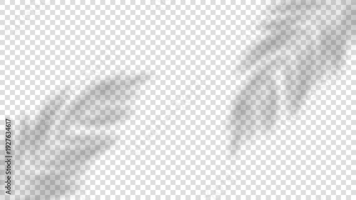 Silhouette of palm leaf shadow overlay isolated on transparent background, tropical natural light effect for photo overlays, branding, posters, social media, packaging, and modern graphic design