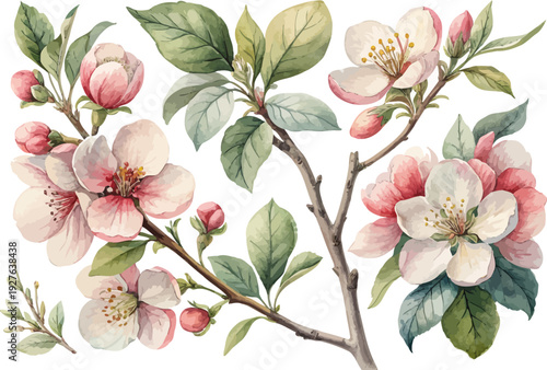 Watercolor Quince Blossom Illustration, Spring Tree Flower Botanical, isolated on white background