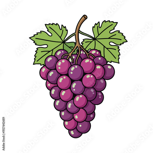 Fresh Purple Grape Cluster on Vine for Healthy Eating and Beverage Distribution