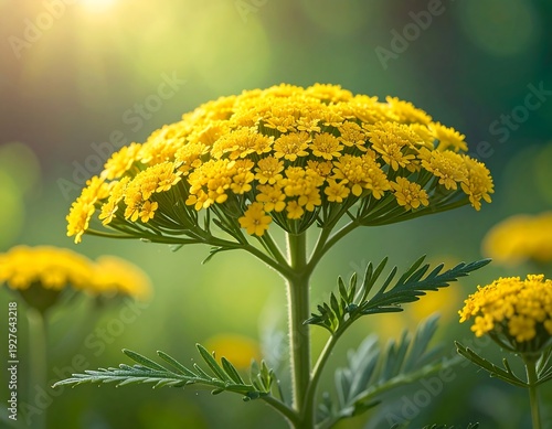 Close-up of vibrant yellow wildflower in sunny garden