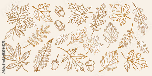 Vintage botanical illustration featuring autumn leaves and acorns