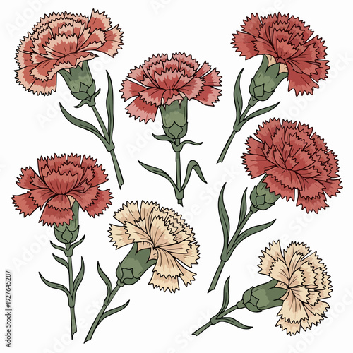 Carnations Flowers Red Pink Cream Variety Close Up.