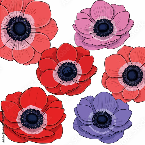 Colorful Anemone Flowers Close Up.