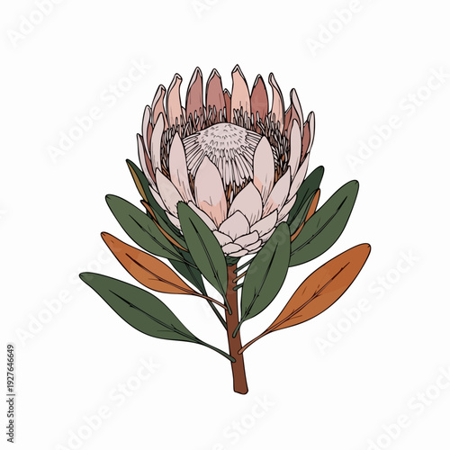 Protea Flower Illustration In Botanical Style Artwork.