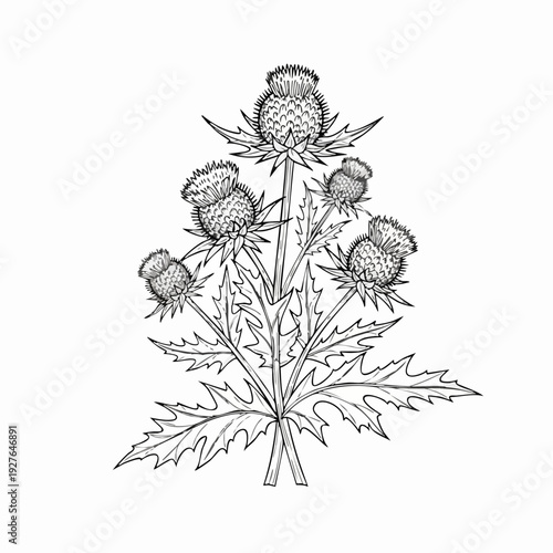 Thistle Plant Illustration Botanical Line Drawing.