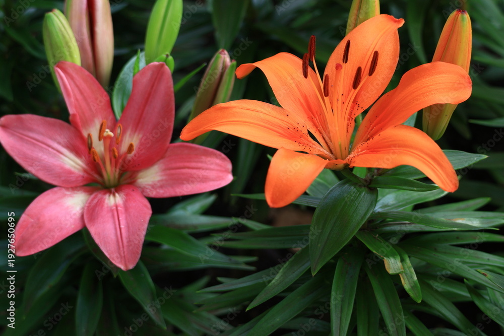 Obraz premium 純潔を象徴する花