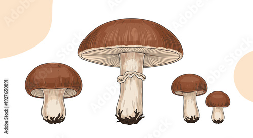Group of four forest mushrooms in different growth stages displays brown caps and thick stems against a white backdrop.