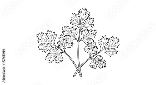 Delicate black and white line drawing depicts fresh sprigs of coriander or parsley with intricate leaf details.