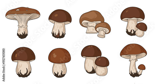 Collection of different brown wild mushrooms shows various edible species with thick stems and rounded forest caps.