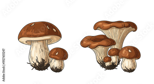 Groups of detailed forest mushrooms with brown caps and textured stems are illustrated on a plain white surface.