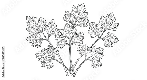 Detailed line art illustration of a parsley plant shows multiple stems and feathered leaves in a classical style.