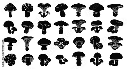 Collection of black mushroom silhouettes with various shapes and species isolated on a white background for design elements.