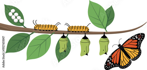 Monarch butterfly life cycle illustration, eggs caterpillars chrysalises adult butterfly on branch green leaves, metamorphosis stages vector educational artwork.