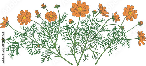Orange cosmos flowers wildflower bouquet illustration, delicate feathery green foliage stems buds blooming cluster, summer meadow nature vector artwork design.