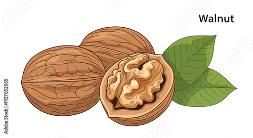 Three whole walnuts in their shells and one open half revealing the kernel with green leaves and the text walnut on white.
