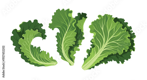 Group of three vibrant green curly lettuce leaves with different shapes and sizes arranged together on a white background.