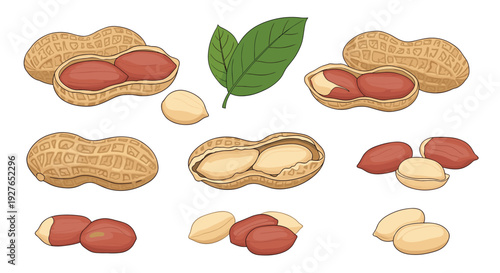 Diverse set of peanuts showing them in their shells, shelled, as individual kernels, and with a couple of green leaves on white.