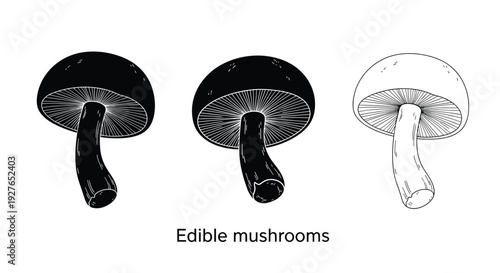 Three edible mushrooms are presented in different graphic styles including solid black silhouette and detailed line art sketch.
