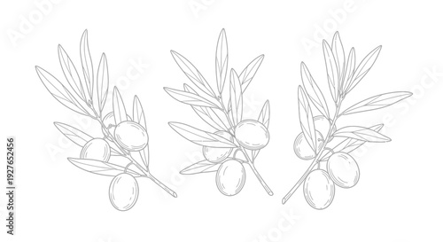 Hand-drawn sketch of three olive branches with olives and leaves.
