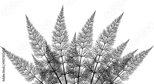 Detailed black silhouette of fine feathery fern leaves or branches is presented in a symmetrical fan shape against white.