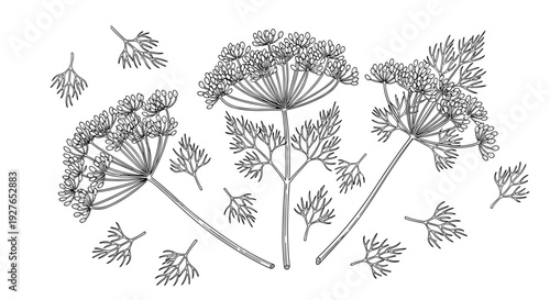 Detailed botanical drawing in black ink shows multiple dill plants with their characteristic feathery leaves and seeds.